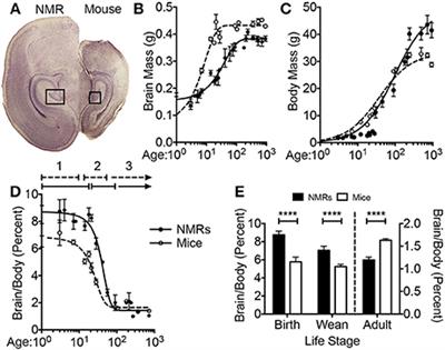 Extended Postnatal Brain Development in the Longest-Lived Rodent: Prolonged Maintenance of Neotenous Traits in the Naked Mole-Rat Brain